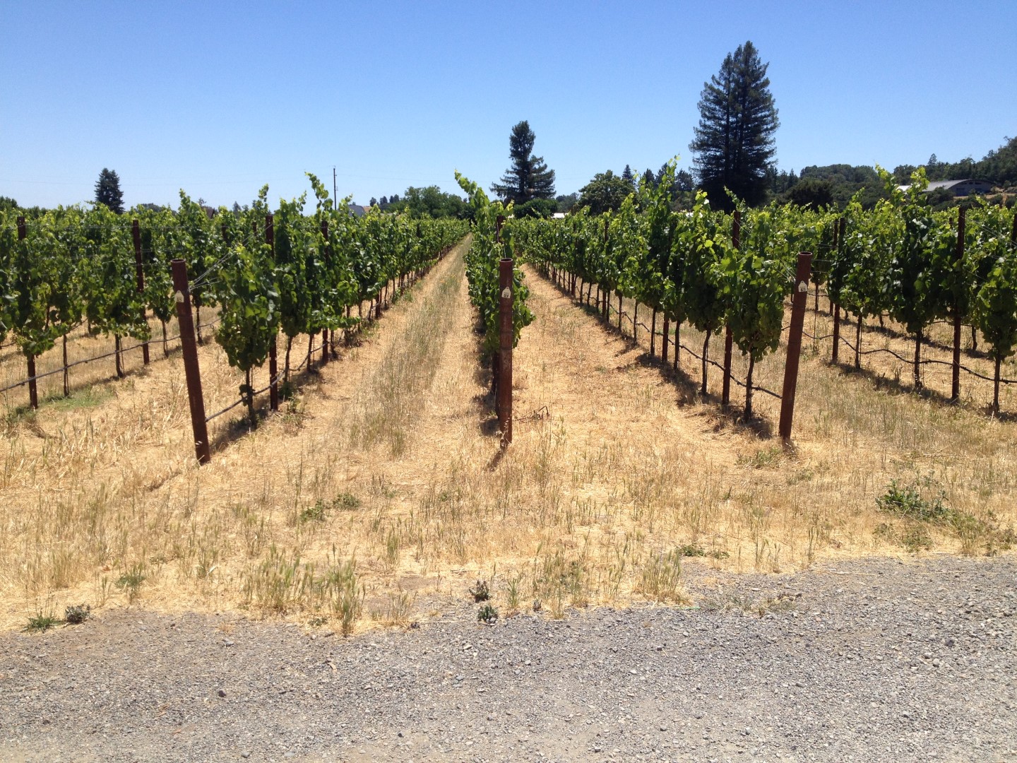 Vineyards Template | LandSmart
